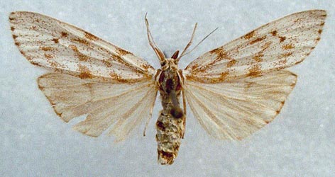 Coscinia bifasciata, color image