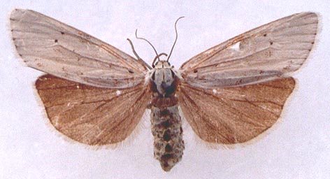 Coscinia cribraria, color image