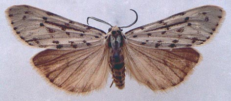 Coscinia cribraria, color image