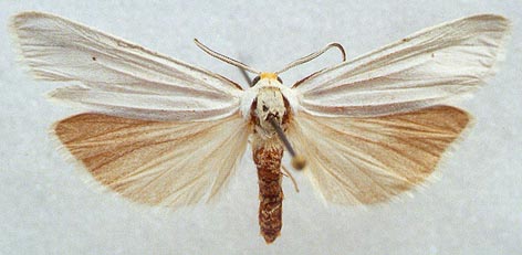 Coscinia cribraria, color image