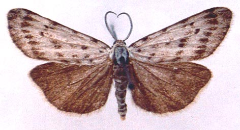 Coscinia cribraria, color image