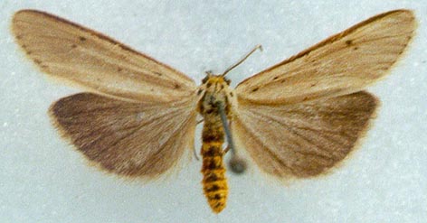 Coscinia libyssa liouvillei, color image