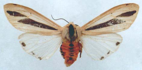 Creatonotos gangis, color image