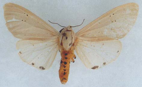 Creatonotos transiens vacillans, color image