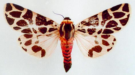 Cymbalophora pudica, color image