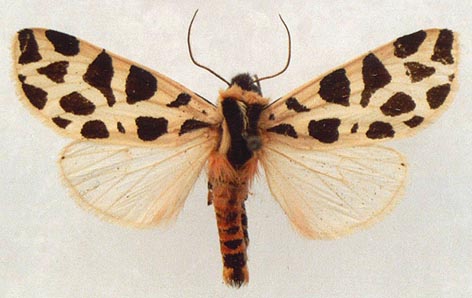 Cymbalophora pudica, color image