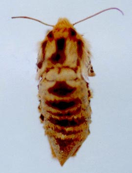 Cymbalophora rivularis, color image