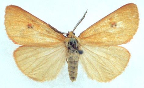 Diacrisia irene, color image