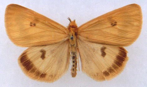 Diacrisia sannio mortua, color image