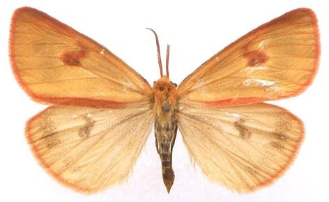 Diacrisia sannio sannio, color image