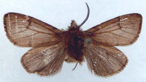 Diaphora sordida, color image