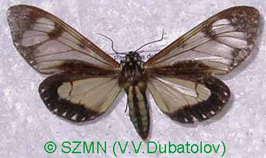 Dysschema hypoxantha unxia, color image