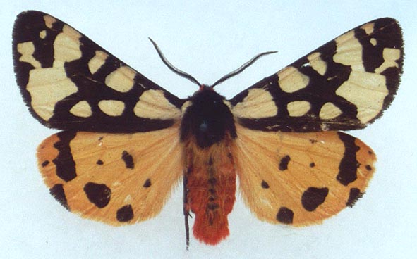 Epicallia villica confluens, color image