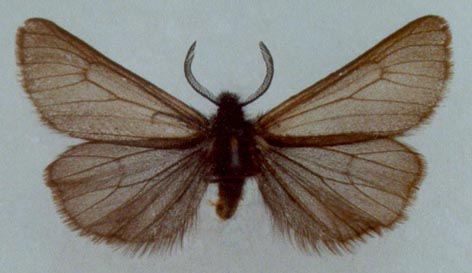 Epimydia_dialampra, color image