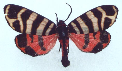 Eucharia festiva festiva, color image