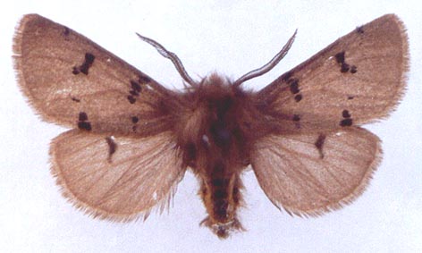 Eudiaphora turensis, color image