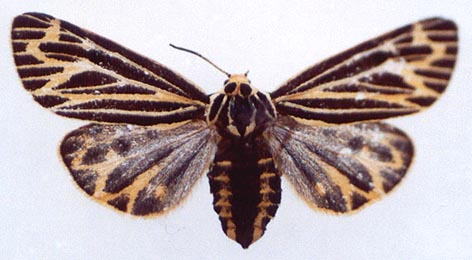 Grammia quenseli liturata, color image