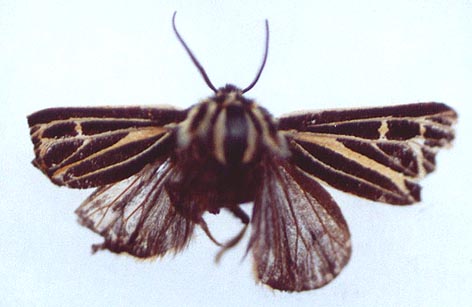 Grammia quenseli quenseli, color image