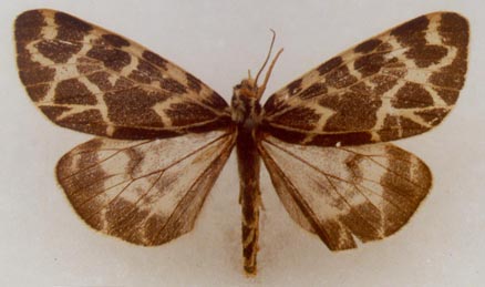 Holoarctia puengeleri fridolini, Ural, color image