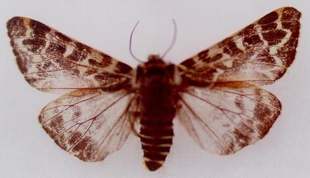 Holoarctia puengeleri fridolini, Ural, color image