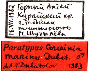 Holoarctia marinae paratype labels, color image