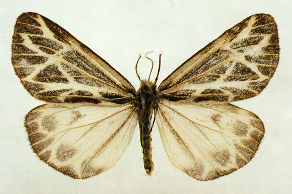 Male of Hyperborea czekanowskii, color image