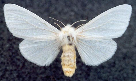 Hyphantria cunea, color image