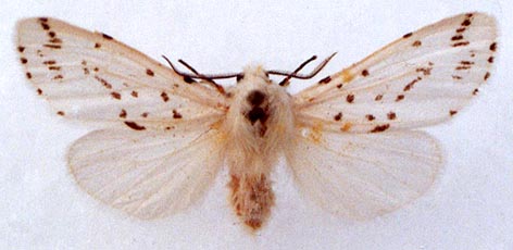 Hyphantria cunea, color image