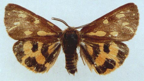 Hyphoraia aulica, color image