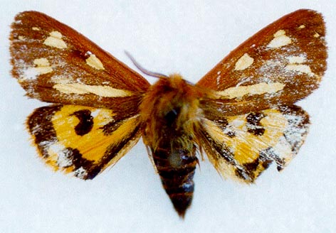 Hyphoraia aulica testudinarioides, color image