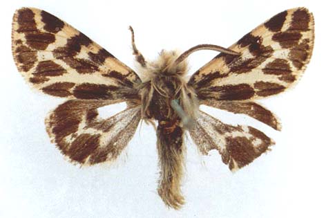 Ocnogyna baetica, color image