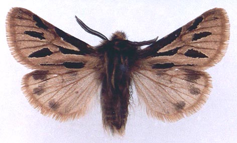 Ocnogyna parasita parasita, color image