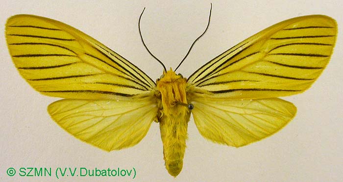 Pachydota nervosa, color image