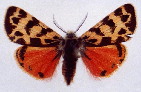 Palearctia ferghana schottlaenderi, color image