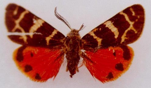 Palearctia ferghana turkestana, holotype, color image