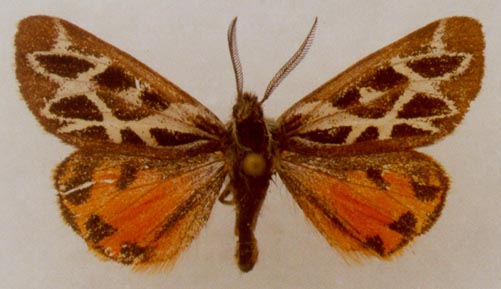 Palearctia glaphyra glaphyra, color image