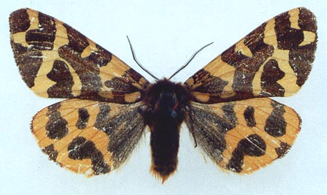 Pararctia lapponica lemniscata, color image