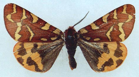 Pararctia lapponica lapponica, color image