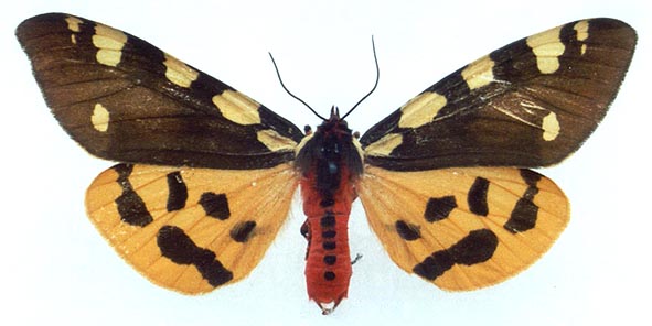 Pericallia matronula, color image