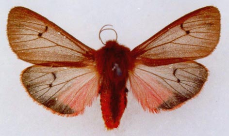 Phragmatobia fuliginosa fuliginosa, color image