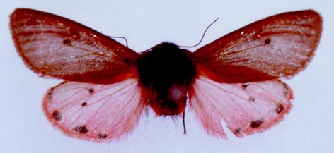 Phragmatobia placida, color image