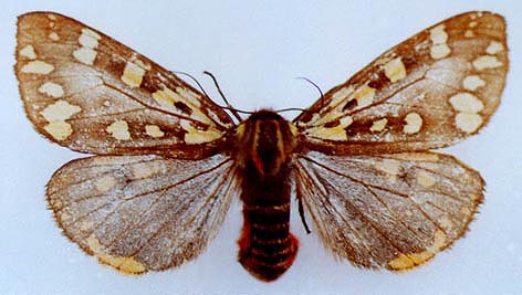 Platarctia atropurpurea sotavaltai, color image