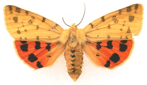 Rhyparia purpurata, color image