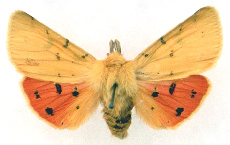 Rhyparia purpurata, color image