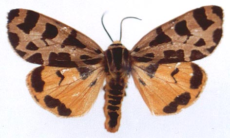 Sibirarctia kindermanni pomona, color image