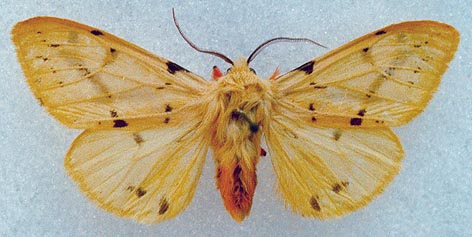 Spilarctia luteum rhodosomum, color image