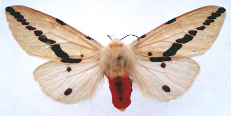 Spilarctia obliquizonatum, color image