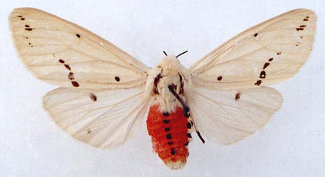 Spilarctia subcarnea rybakovi, color image