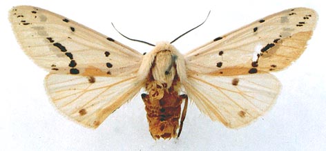 Spilarctia subcarnea rybakowi, abberation, color image