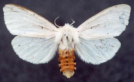 Spilosoma lubricipedum, color image